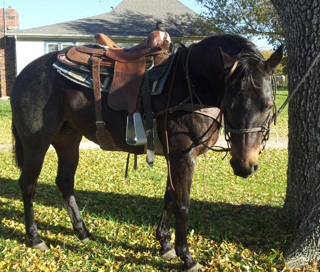 Cob Size Turquoise Scroll Bronc Halter